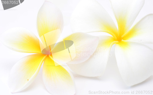 Image of frangipani