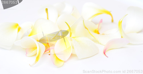 Image of frangipani petals