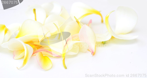 Image of frangipani petals