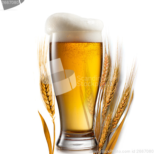 Image of Beer in glass and wheat isolated on white background