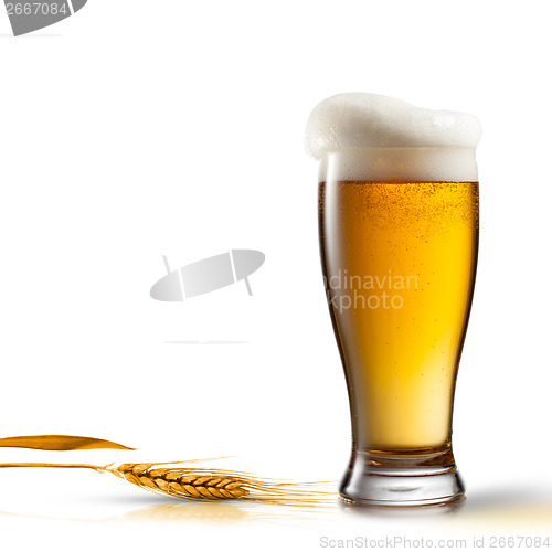 Image of Beer in glass and wheat isolated on white background
