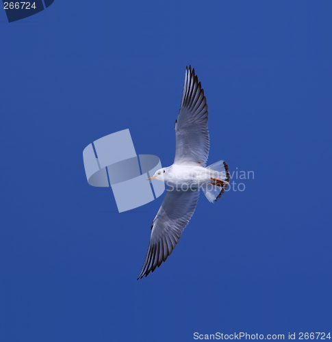 Image of Gull