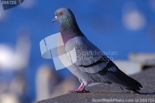 Image of Rock pigeon