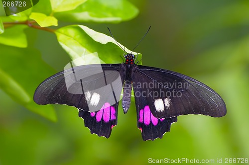 Image of Black butterfly