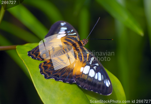 Image of Brown butterfly