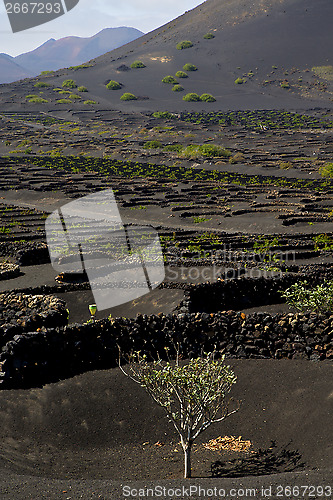 Image of cultivation  viticulture  winery lanzarote spain