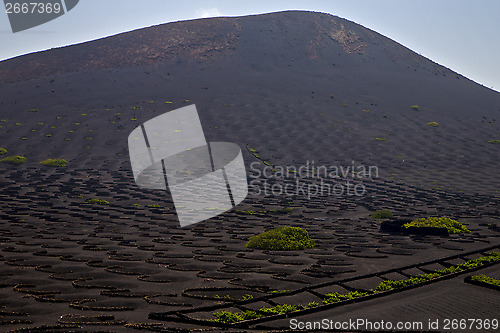 Image of viticulture   and winery   cultivation 