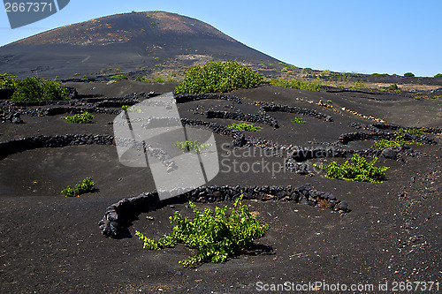 Image of viticulture à vine screw grapes wall  cultivation barrel
