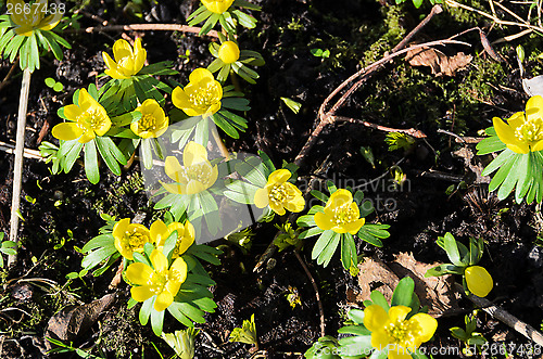 Image of early springflower