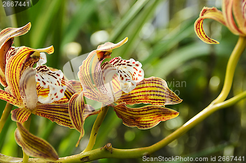 Image of Orkide Cymbidium Tracyanum