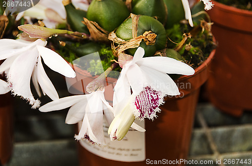 Image of Orchid Pleione