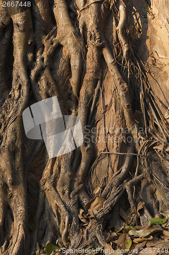 Image of Roots and trunk of tree