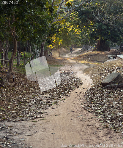 Image of Path between trees