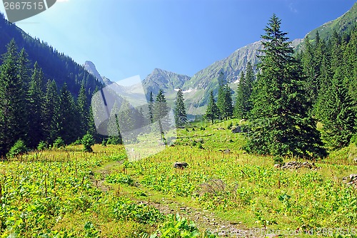 Image of Meadow and forest