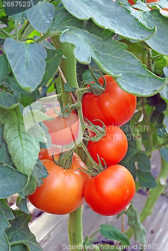 Image of Tomatoes in greenhouse