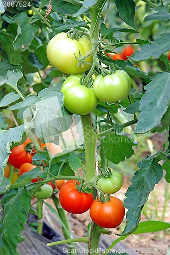 Image of Tomatoes ripening in greenhouse