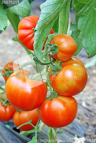 Image of Red ripe tomatoes