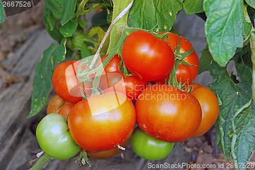 Image of Ripening tomatoes