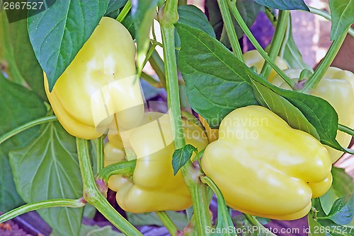 Image of Peppers ripening in greenhouse