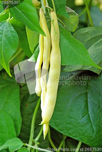 Image of Broad bean