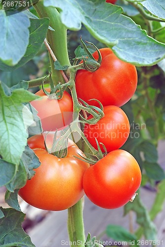 Image of Tomato bunch