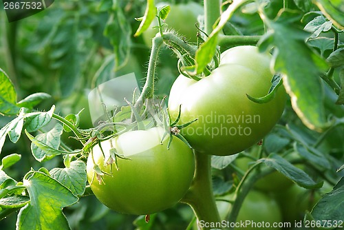 Image of Green tomatoes