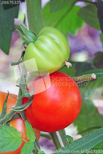 Image of Green and red tomato