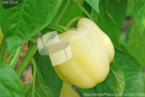 Image of Pepper plant