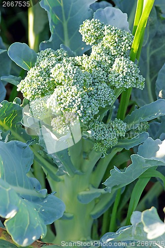 Image of Broccoli plant