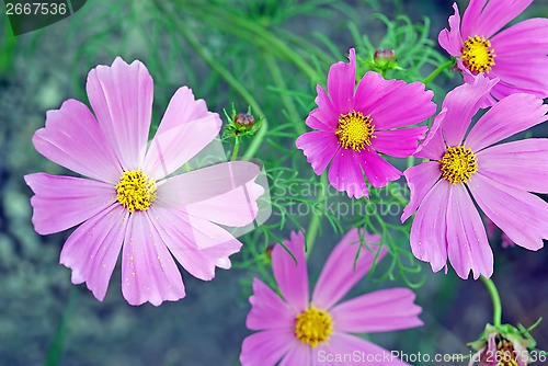 Image of Flower background