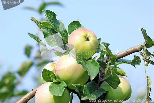 Image of Ripened apples
