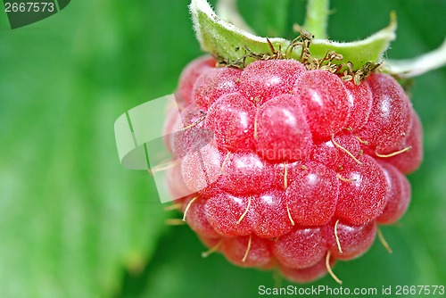 Image of Raspberry