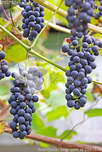 Image of Black grapes