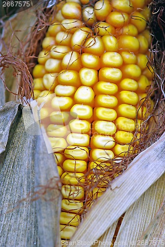 Image of Corn