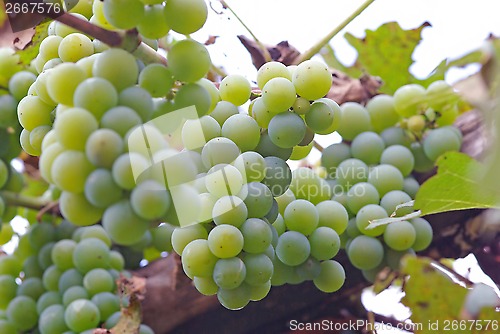 Image of White grapes