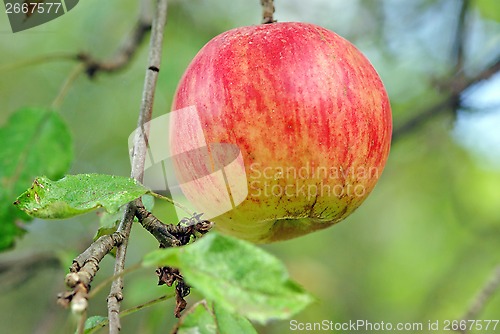 Image of Apple