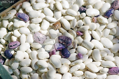 Image of Bean background