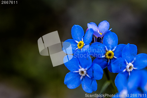 Image of forget me not