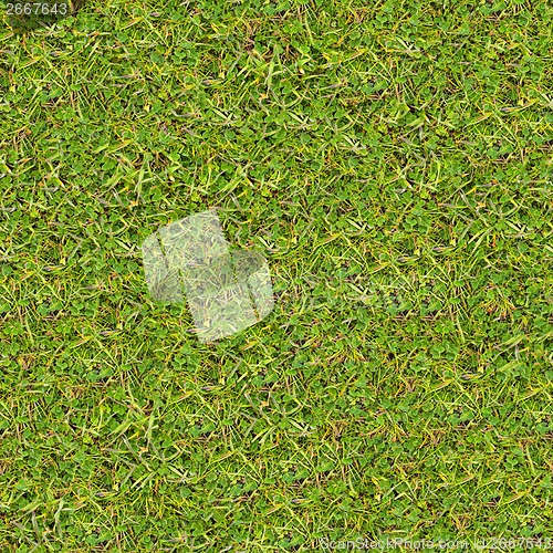 Image of Meadow Grass. Seamless Texture.