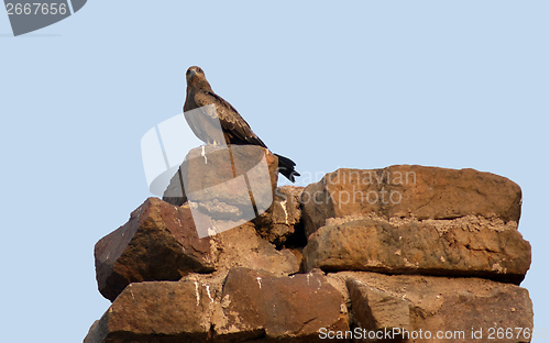 Image of Bird of prey