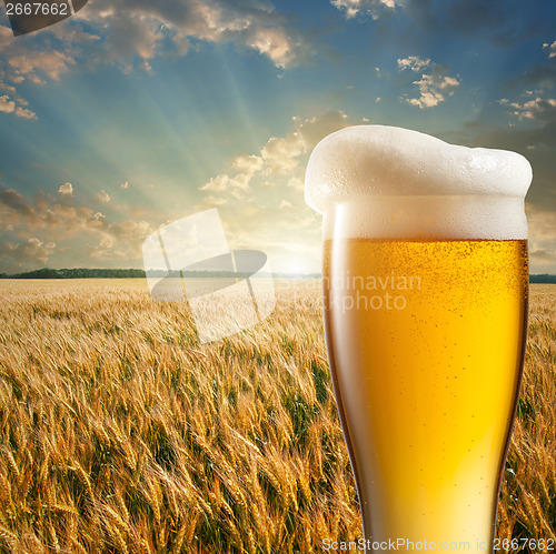 Image of Glass of beer against wheat field and sunset