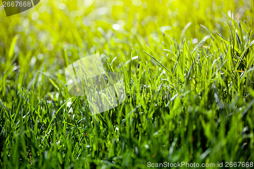 Image of green grass background