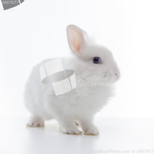 Image of White rabbit isolated on white background