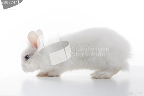 Image of White rabbit isolated on white background