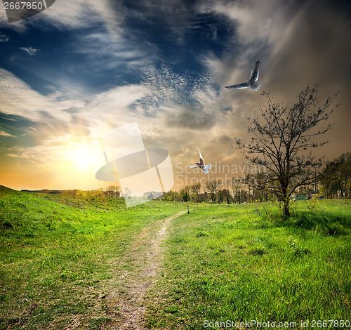 Image of Country road and birds