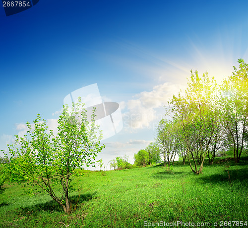 Image of Young trees and green lawn