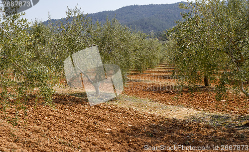 Image of olive field