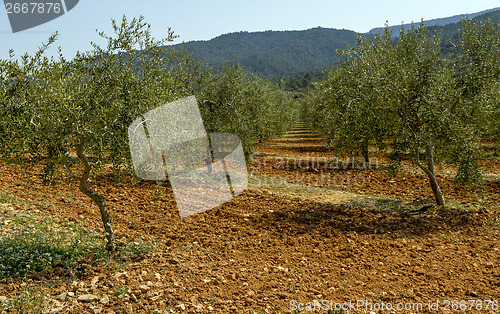 Image of olive field