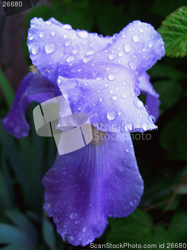 Image of Flower in violet