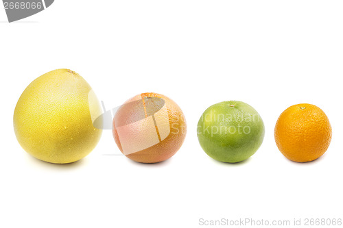 Image of Pomelo, grapefruit, sweetie, orange